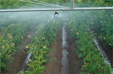 节水黄瓜视频APP6厂家
